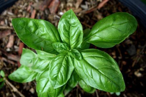 sweet-basil