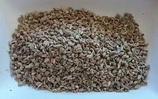 Ajwain Benefits in Gujarati