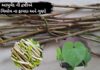 ગળો ના ફાયદા - Giloy benefits in Gujarati - ગિલોય ના ફાયદા - ગિલોય નો ઉપયોગ