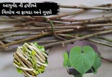 ગળો ના ફાયદા - Giloy benefits in Gujarati - ગિલોય ના ફાયદા - ગિલોય નો ઉપયોગ