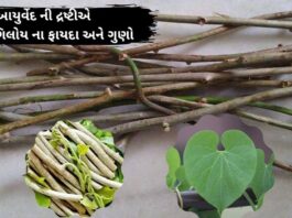 ગળો ના ફાયદા - Giloy benefits in Gujarati - ગિલોય ના ફાયદા - ગિલોય નો ઉપયોગ