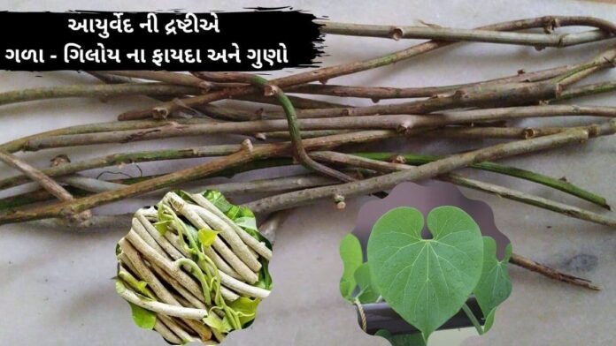 ગળો ના ફાયદા - Giloy benefits in Gujarati - ગિલોય ના ફાયદા - ગિલોય નો ઉપયોગ