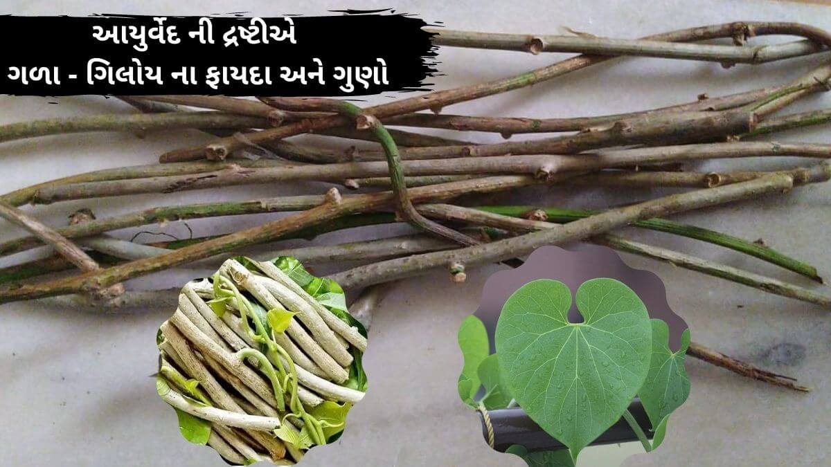 આયુર્વેદ ની દ્રષ્ટીએ ગળા ગિલોય ના ફાયદા અને ગુણો Giloy benefits in