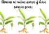 આંબા હળદર ના ફાયદા | સફેદ હળદર ના ફાયદા | Aamba Haldar na fayda in Gujarati Aamba Haldar na fayda in Gujarati - Haldar na fayda in Gujarati - આંબા હળદર ના ફાયદા - સફેદ હળદર ના ફાયદા – safed haldar na fayda