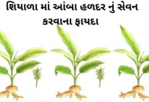 Aamba Haldar na fayda in Gujarati - Haldar na fayda in Gujarati - આંબા હળદર ના ફાયદા - સફેદ હળદર ના ફાયદા – safed haldar na fayda