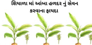 Aamba Haldar na fayda in Gujarati - Haldar na fayda in Gujarati - આંબા હળદર ના ફાયદા - સફેદ હળદર ના ફાયદા – safed haldar na fayda