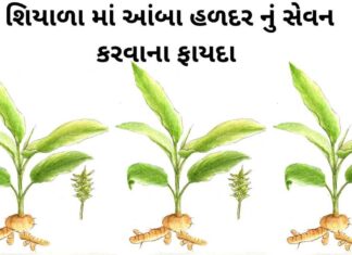Aamba Haldar na fayda in Gujarati - Haldar na fayda in Gujarati - આંબા હળદર ના ફાયદા - સફેદ હળદર ના ફાયદા – safed haldar na fayda