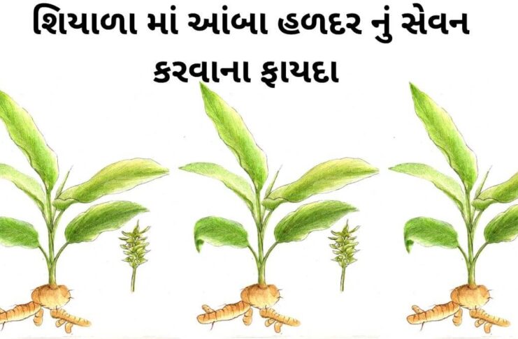 Aamba Haldar na fayda in Gujarati - Haldar na fayda in Gujarati - આંબા હળદર ના ફાયદા - સફેદ હળદર ના ફાયદા – safed haldar na fayda