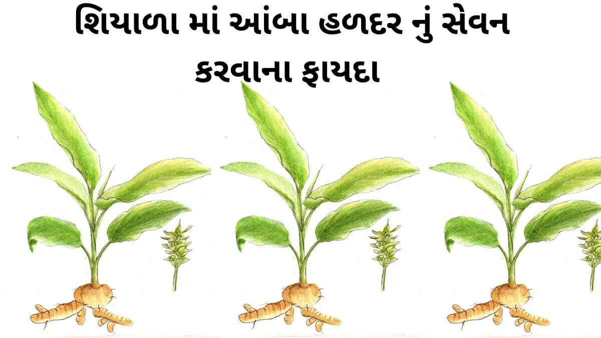 Aamba Haldar na fayda in Gujarati - Haldar na fayda in Gujarati - આંબા હળદર ના ફાયદા - સફેદ હળદર ના ફાયદા – safed haldar na fayda