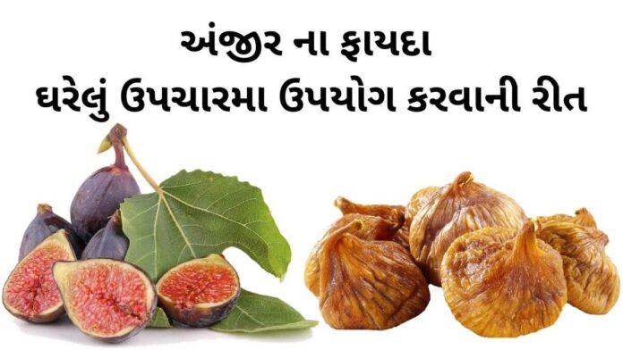 Anjir na Fayda in Gujarati - અંજીર ના ફાયદા - Anjir Health Benefits in Gujarati - Fig Health benefits in Gujarati