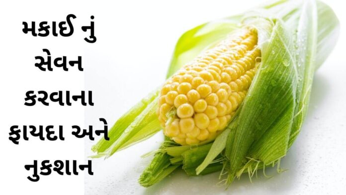 Makai na Fayda in Gujarati - મકાઈ ના ફાયદા - makai health benefits in Gujarati - Corn health benefits in Gujarati