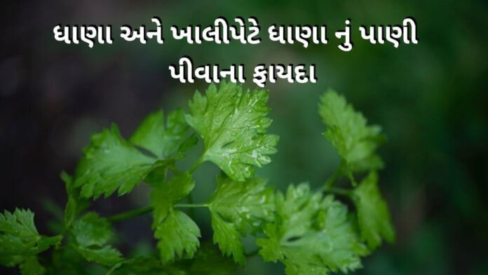 dhana na fayda in gujarati - Dhana na fayda - ધાણા ના ફાયદા - ધાણા નું પાણી પીવાના ફાયદા - Dhana nu Pani piva na Fayda - ધાણા નું પાણી ફાયદા