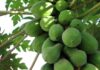 kacha papaiya na Fayda in Gujarati -કાચા પપૈયા ના ફાયદા - Papaya Fayda In Gujarati