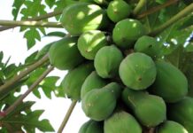 કાચા પપૈયા જે વિટામીન A,B,C,E થી ભરપુર તેના અનેક ફાયદા – Kacha Papaiya kacha papaiya na Fayda in Gujarati -કાચા પપૈયા ના ફાયદા - Papaya Fayda In Gujarati