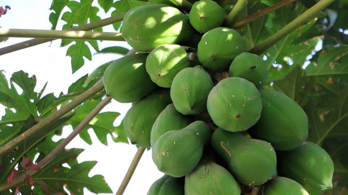 ક ચ પપ ય જ વ ટ મ ન A B C E થ ભરપ ર ત ન અન ક ફ યદ Kacha Papaiya ક ચ પપ ય જ વ ટ મ ન A B C E થ ભરપ ર ત ન અન ક ફ યદ Kacha Papaiya