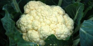 Fulavar na Fayda in Gujarati - cauliflower Health benefits in Gujarati - ફુલાવર ના ફાયદા