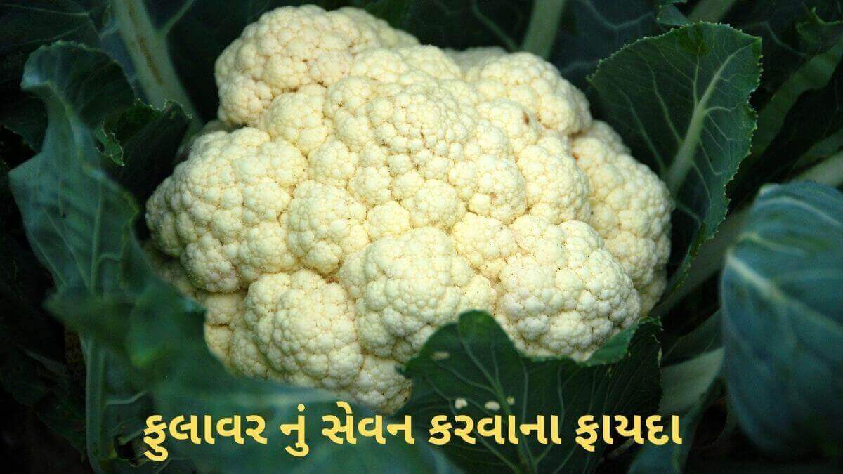 Fulavar na Fayda in Gujarati - cauliflower Health benefits in Gujarati - ફુલાવર ના ફાયદા