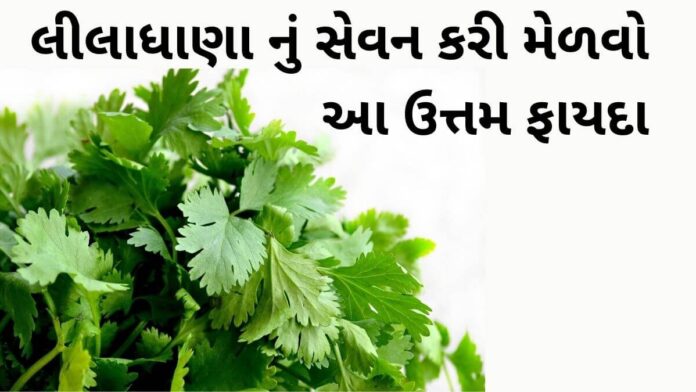 Health Benefits of Lila dhana - Lila dhana na fayda in Gujarati - લીલાધાણા ના ફાયદા - ધાણા ના ફાયદા