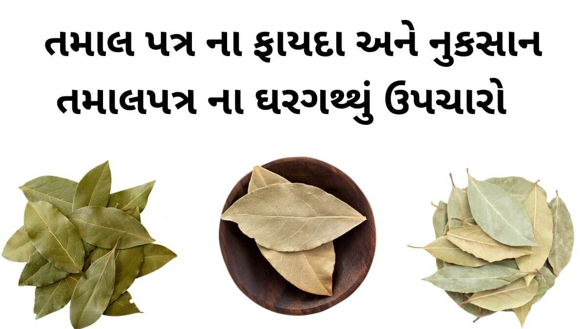Tamal Patra na fayda in Gujarati - Bay Leaf benefits in Gujarati - તમાલ પત્ર ના ફાયદા