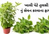 Tulsi na fayda in Gujarati - Tulsi Benefits in Gujarati - તુલસી ના ફાયદા