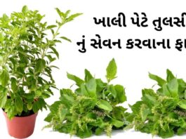 Tulsi na fayda in Gujarati - Tulsi Benefits in Gujarati - તુલસી ના ફાયદા