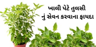 Tulsi na fayda in Gujarati - Tulsi Benefits in Gujarati - તુલસી ના ફાયદા