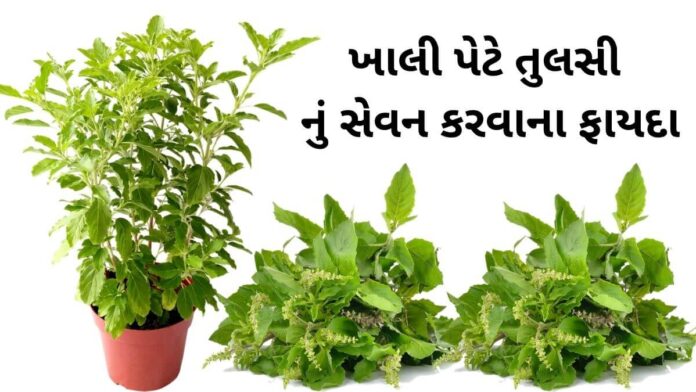 Tulsi na fayda in Gujarati - Tulsi Benefits in Gujarati - તુલસી ના ફાયદા