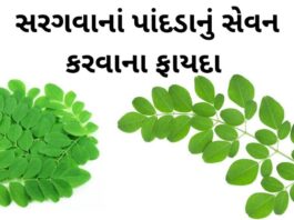 sargava na pan na fayda in Gujarati Drumstick leaves Benefits in Gujarati - સરગવાના પાન ના ફાયદા