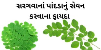 sargava na pan na fayda in Gujarati Drumstick leaves Benefits in Gujarati - સરગવાના પાન ના ફાયદા