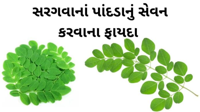 sargava na pan na fayda in Gujarati Drumstick leaves Benefits in Gujarati - સરગવાના પાન ના ફાયદા