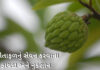 sitafal na fayda in gujarati - Sitafal Health benefits in Gujarati - સીતાફળ ના ફાયદા -custard apple benefits in Gujarati