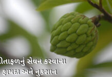 sitafal na fayda in gujarati - Sitafal Health benefits in Gujarati - સીતાફળ ના ફાયદા -custard apple benefits in Gujarati