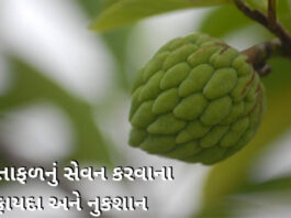 sitafal na fayda in gujarati - Sitafal Health benefits in Gujarati - સીતાફળ ના ફાયદા -custard apple benefits in Gujarati