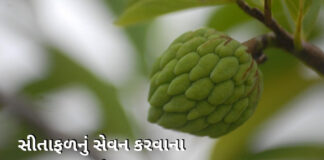 sitafal na fayda in gujarati - Sitafal Health benefits in Gujarati - સીતાફળ ના ફાયદા -custard apple benefits in Gujarati