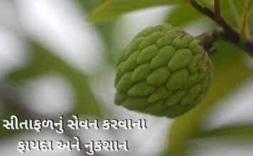 sitafal na fayda in gujarati - Sitafal Health benefits in Gujarati - સીતાફળ ના ફાયદા -custard apple benefits in Gujarati