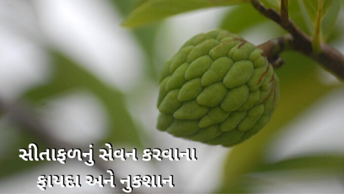 sitafal na fayda in gujarati - Sitafal Health benefits in Gujarati - સીતાફળ ના ફાયદા -custard apple benefits in Gujarati