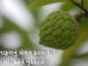 sitafal na fayda in gujarati - Sitafal Health benefits in Gujarati - સીતાફળ ના ફાયદા -custard apple benefits in Gujarati
