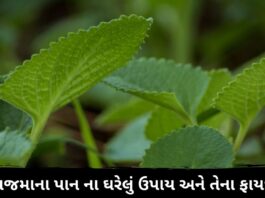 Ajma na pan na fayda in Gujarati ajwain leaf health benefits in Gujarati - ajwain leaf health benefits - અજમાના પાન ના ફાયદા