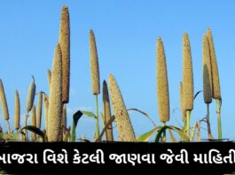 Bajra ni mahiti - Bajra na fayda in Gujarati - બાજરા ના ફાયદા - બાજરી ના ફાયદા - bajri na fayda - બાજરી ખાવાના ફાયદા - bajri khavana fayda