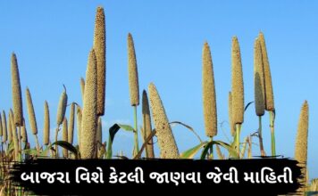 Bajra ni mahiti - Bajra na fayda in Gujarati - બાજરા ના ફાયદા - બાજરી ના ફાયદા - bajri na fayda - બાજરી ખાવાના ફાયદા - bajri khavana fayda