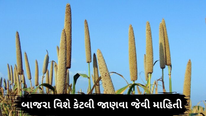 Bajra ni mahiti - Bajra na fayda in Gujarati - બાજરા ના ફાયદા - બાજરી ના ફાયદા - bajri na fayda - બાજરી ખાવાના ફાયદા - bajri khavana fayda