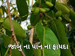 Jambu na pan na fayda in Gujarati - જાંબુ ના પાન ના ફાયદા