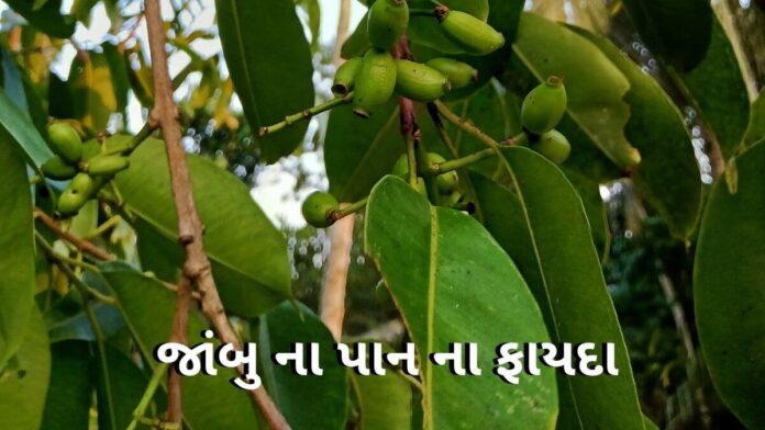 Jambu na pan na fayda in Gujarati - જાંબુ ના પાન ના ફાયદા