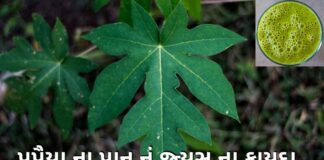 papaiya na pan juice fayda in Gujarati - papaiya na pan juice - પપૈયા ના પાન નું જ્યુસ ના ફાયદા - પપૈયાના પાનનો રસ
