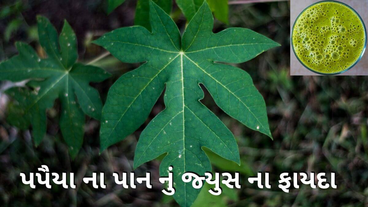 પપ ય ન પ નન રસ ડ ન ગ ય સ વ ય 7 સમસ ય મ કર છ ફ યદ પપ ય ન પ નન રસ ડ ન ગ ય સ વ ય 7 સમસ ય મ કર છ ફ યદ