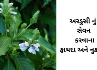 Ardusi na fayda in Gujarati - અરડુસી ના ફાયદા - ardusi na faida