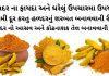 હળદર ના ફાયદા - હળદર વાળા દૂધ ના ફાયદા - હળદર ના ઘરગથ્થુ ઉપયોગ - Haldar na fayda - haldar na gharelu upay - Haldar benefits in Gujarati - turmeric benefits in Gujarati