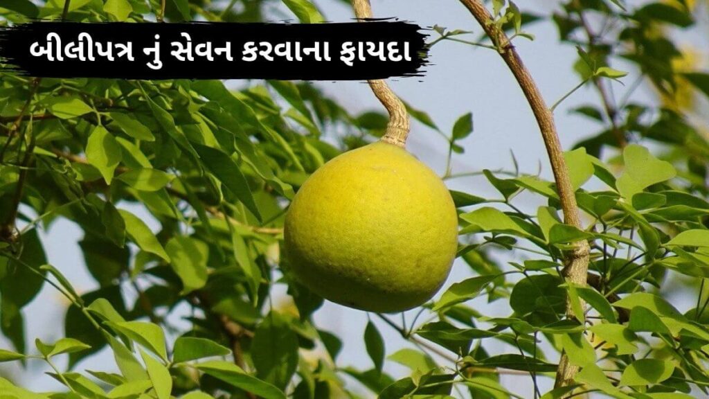બીલીપત્ર નું સેવન કરવાના ફાયદા bilva patra leaves benefits Narad Mooni