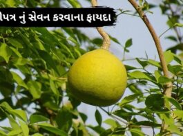 bel patra leaves benefits in Gujarati - બીલી ના ફાયદા - બીલીપત્ર ના ફાયદા - bel patra na faida - bilva patra leaves benefits in Gujarati