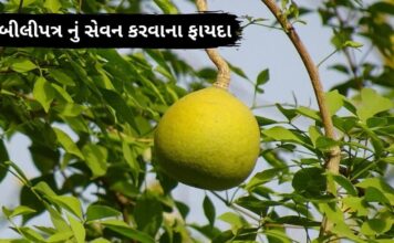 બીલીપત્ર નું સેવન કરવાના ફાયદા bel patra leaves benefits in Gujarati - બીલી ના ફાયદા - બીલીપત્ર ના ફાયદા - bel patra na faida - bilva patra leaves benefits in Gujarati